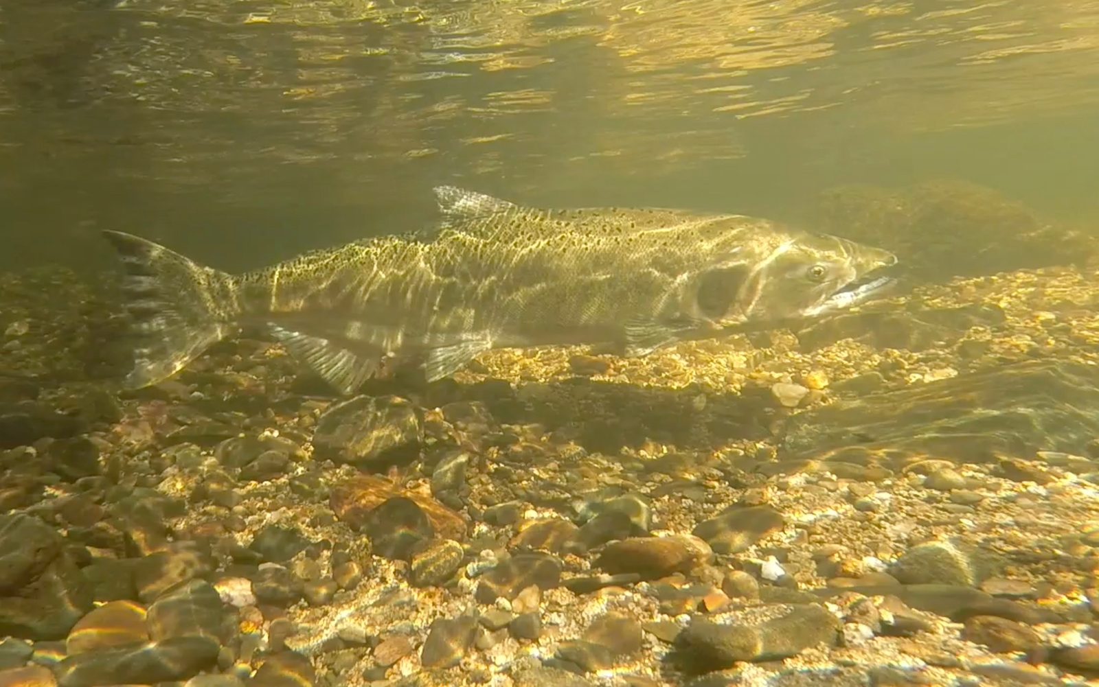 A Chinook salmon swimming over gravel in a clear stream