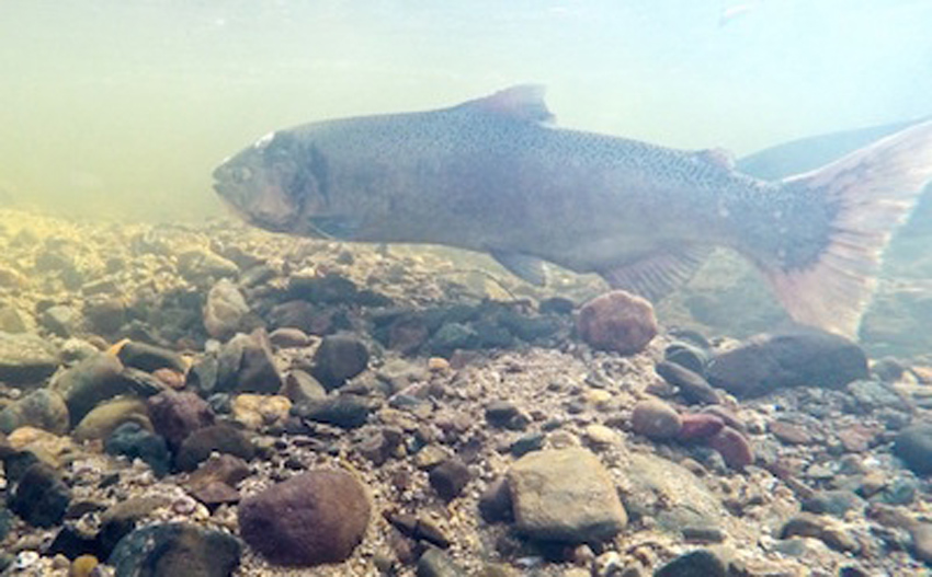 SARSAS restoration work on Auburn Ravine (photo: Phil Robertson)